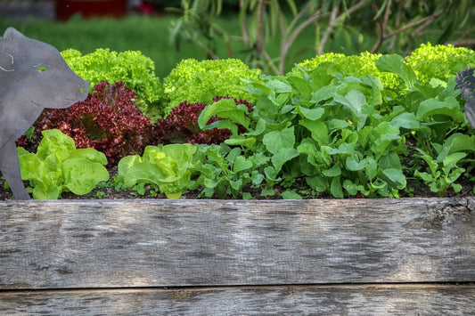 Raising the Bar: Exploring the World of Raised Garden Beds on the West Coast