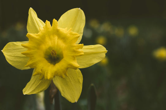 Waking Up Your West Coast Garden: Spring Preparations