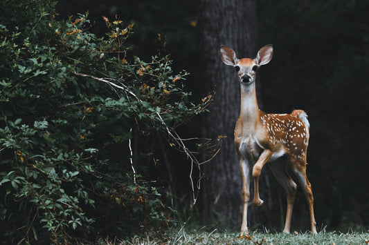 Guardians of the Green: Keeping Critters Out of Your West Coast Garden