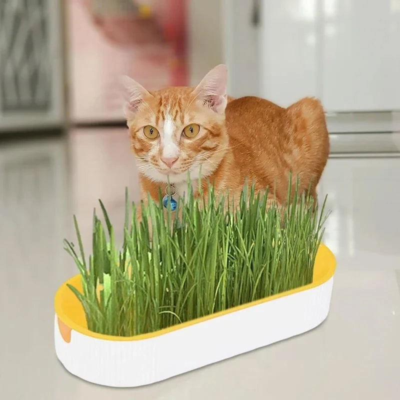 Hydroponic Cat Grass Box Cat Treats Catnip Hydroponic Soilless Planting Cat Grass Pot Set for Easy Growth