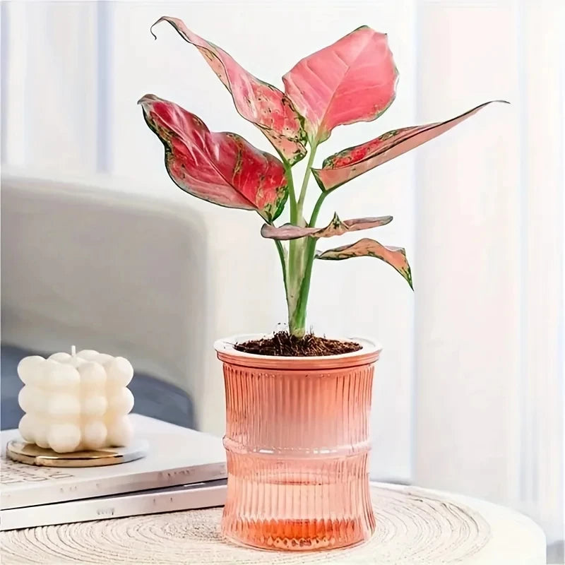 Lazy Hydroponic Flower Pot Automatic Water-Absorbing Flowerpot Transparent Double Layer Plastic Self Watering Planter Office